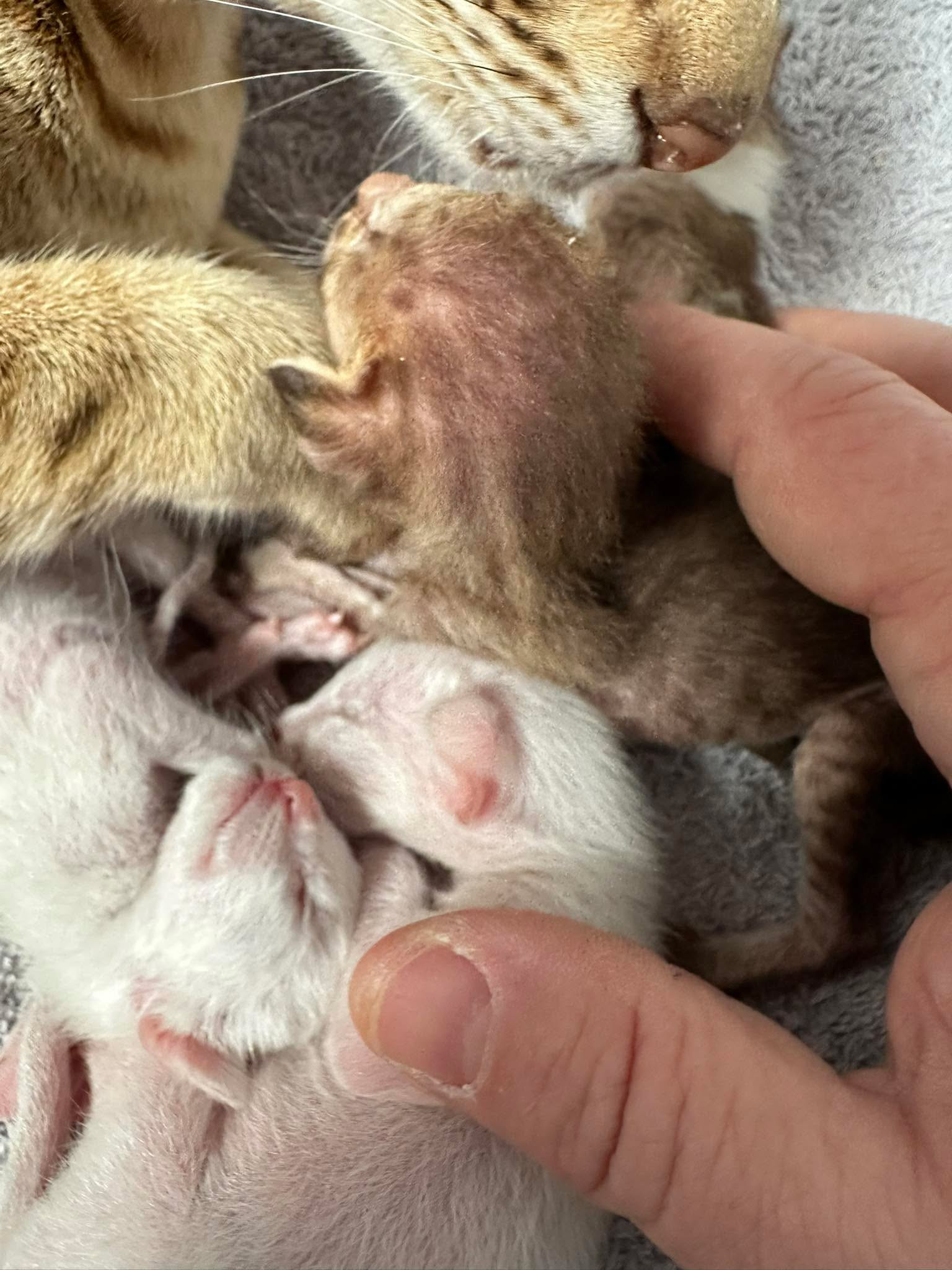 Newborn Oriental Shorthair kittens beside Ted’s hand for scale while their mother watches