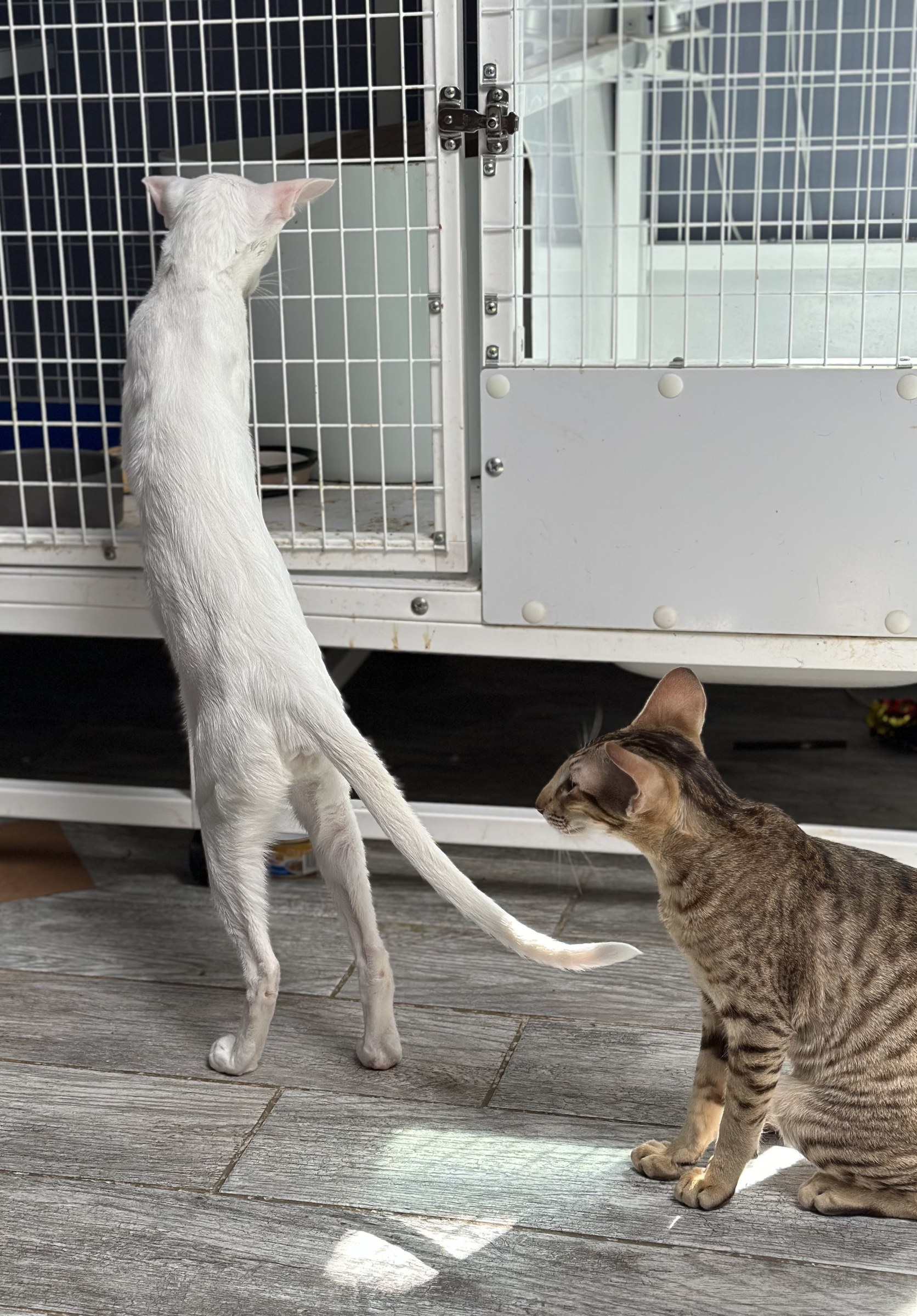 Two Oriental Shorthairs investigating the cleanable cattery enclosures