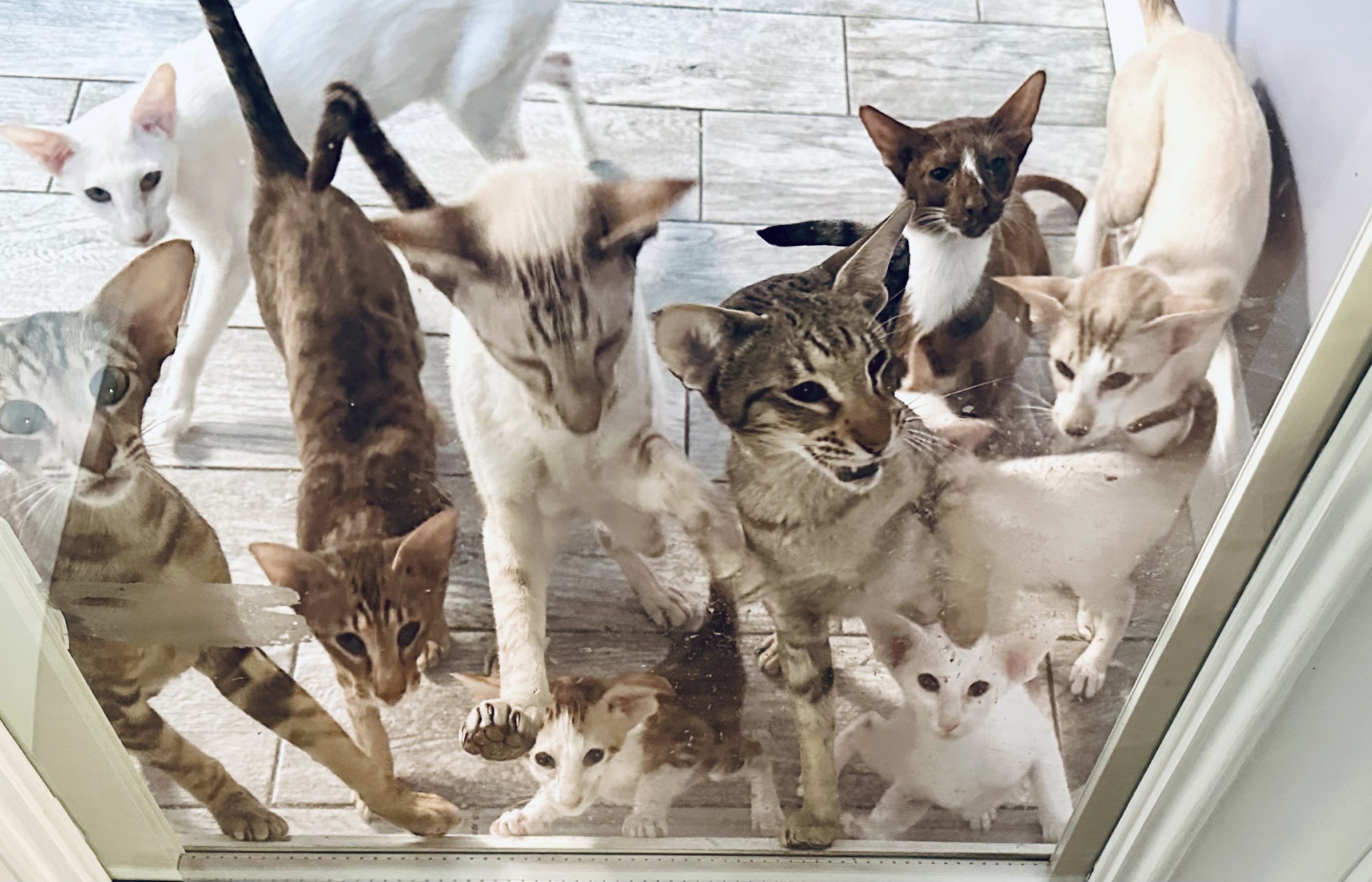 A group of UltraVires adults and kittens waiting together at an interior door