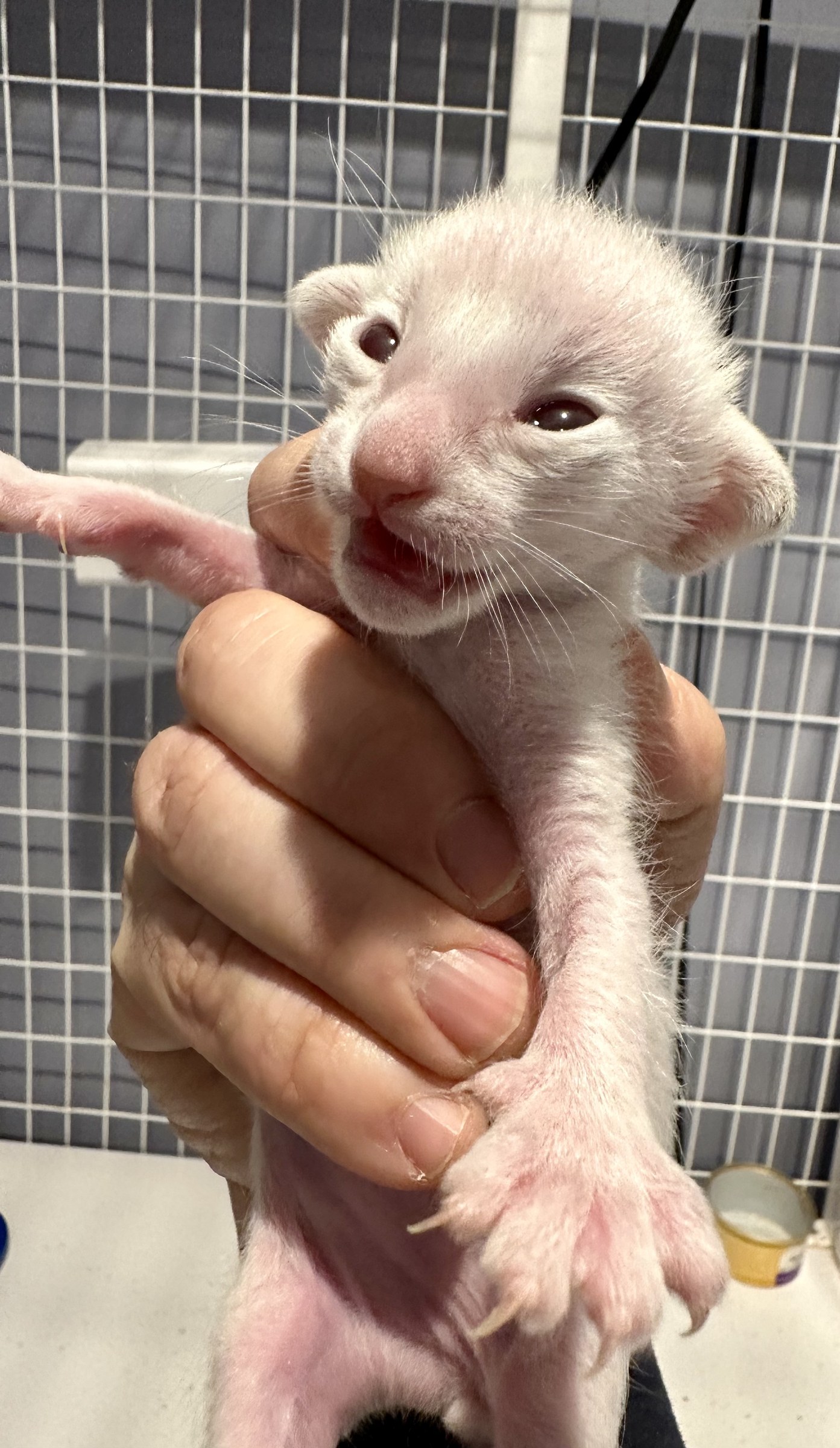 A very young Oriental Shorthair kitten being gently held for examination