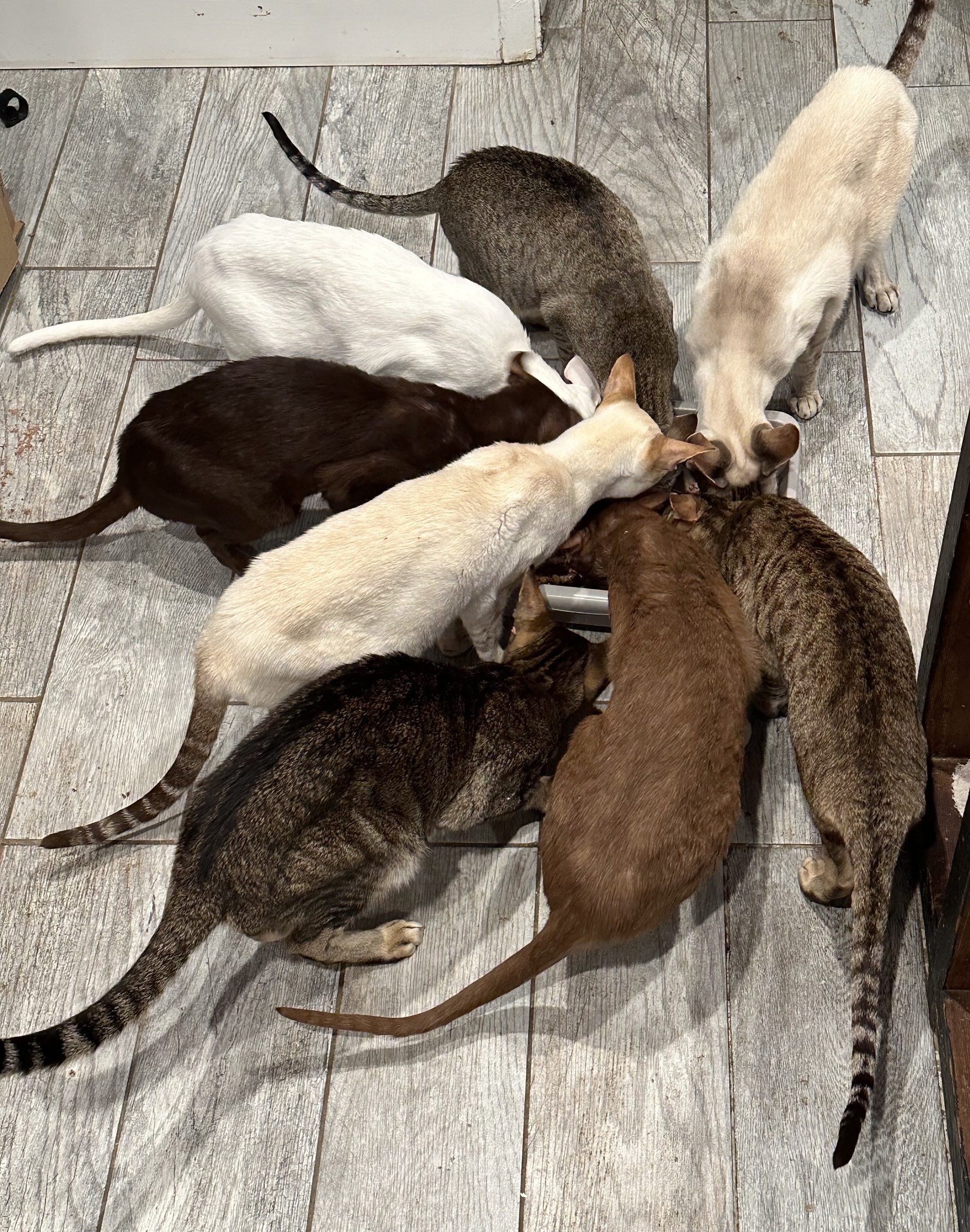 UltraVires Oriental Shorthairs gathered around a supervised communal meal