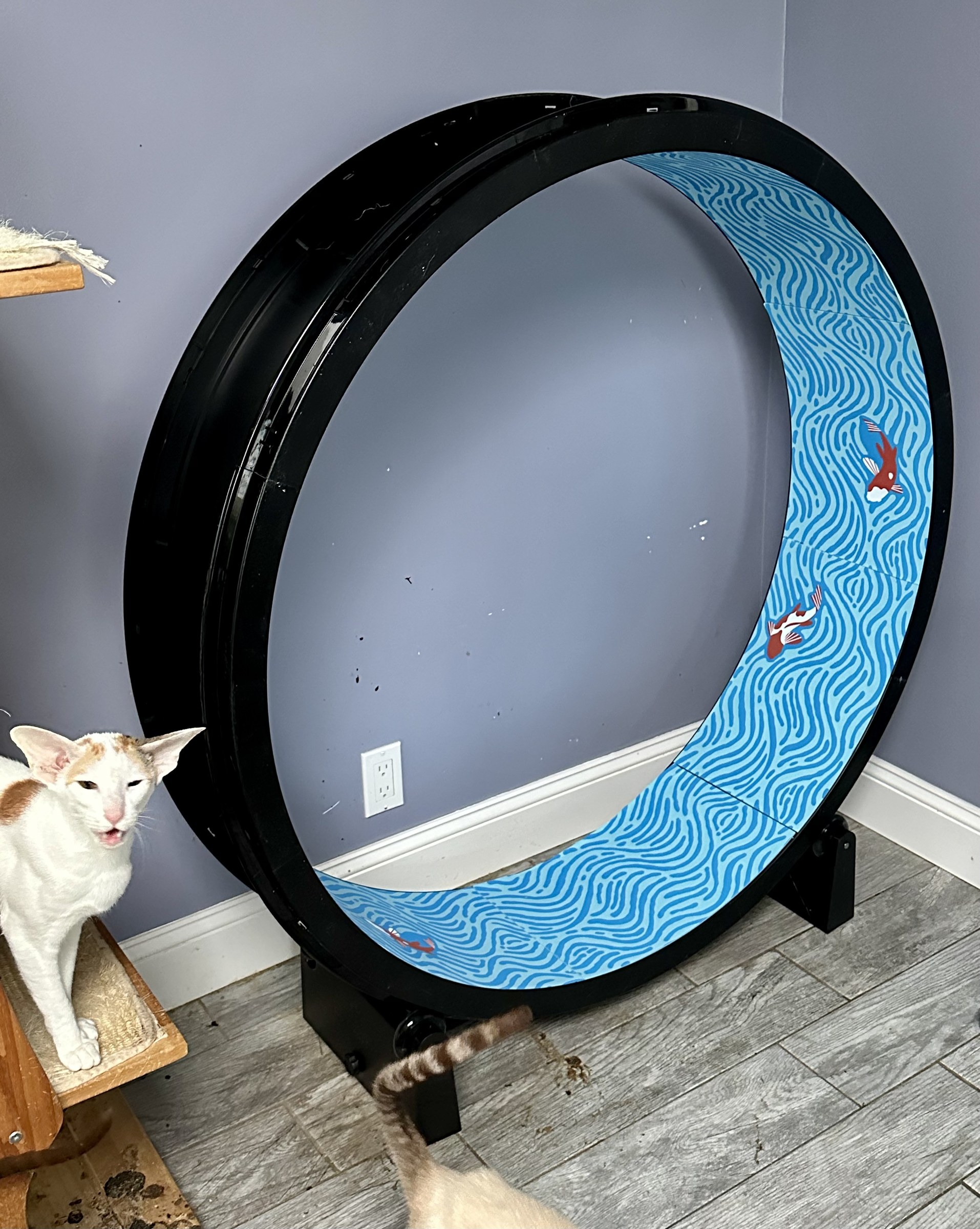 An Oriental Shorthair beside the large exercise wheel in the cattery