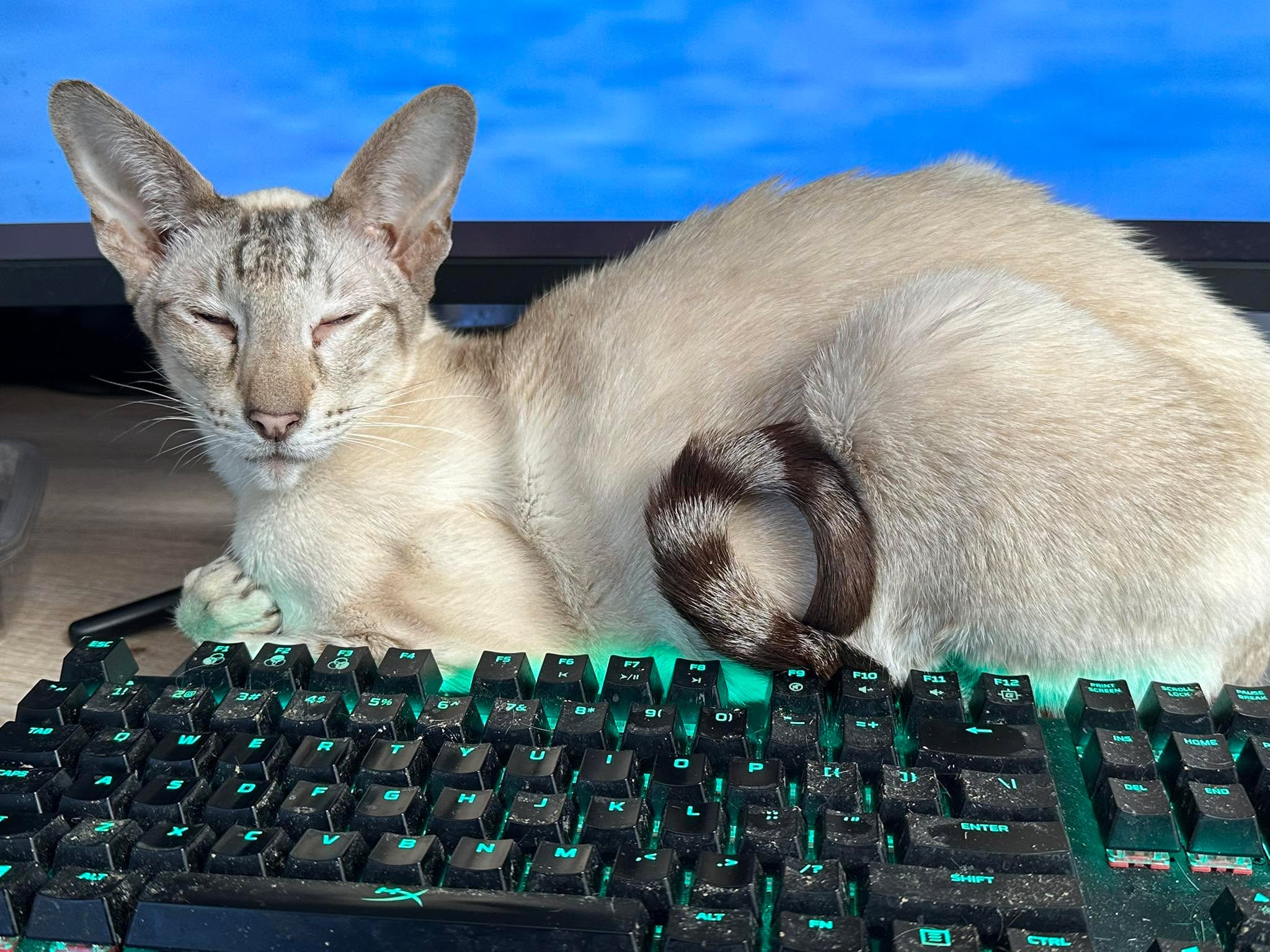 Dresden, a tabby-and-white Oriental Shorthair, sitting on the office keyboard