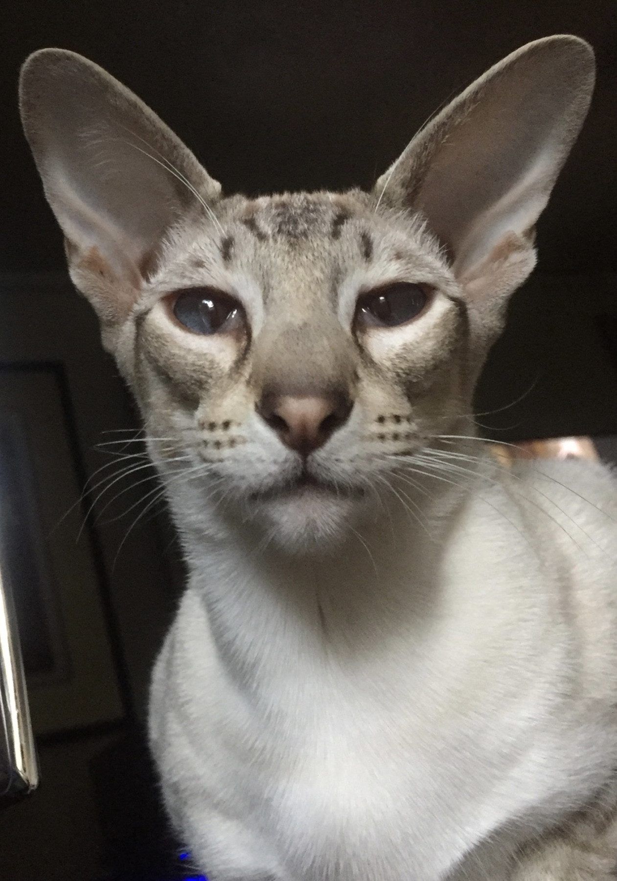 Close portrait of Dresden showing his blue eyes and large ears