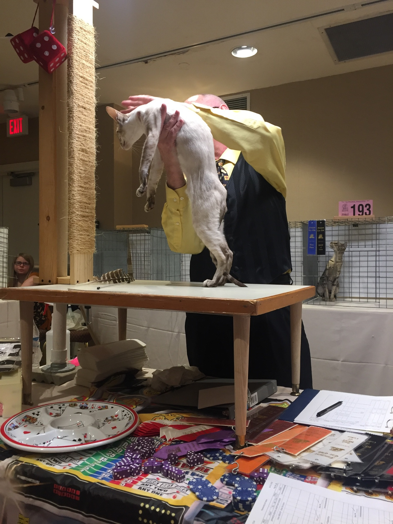 A judge lifting Dresden from the judging table at a cat show