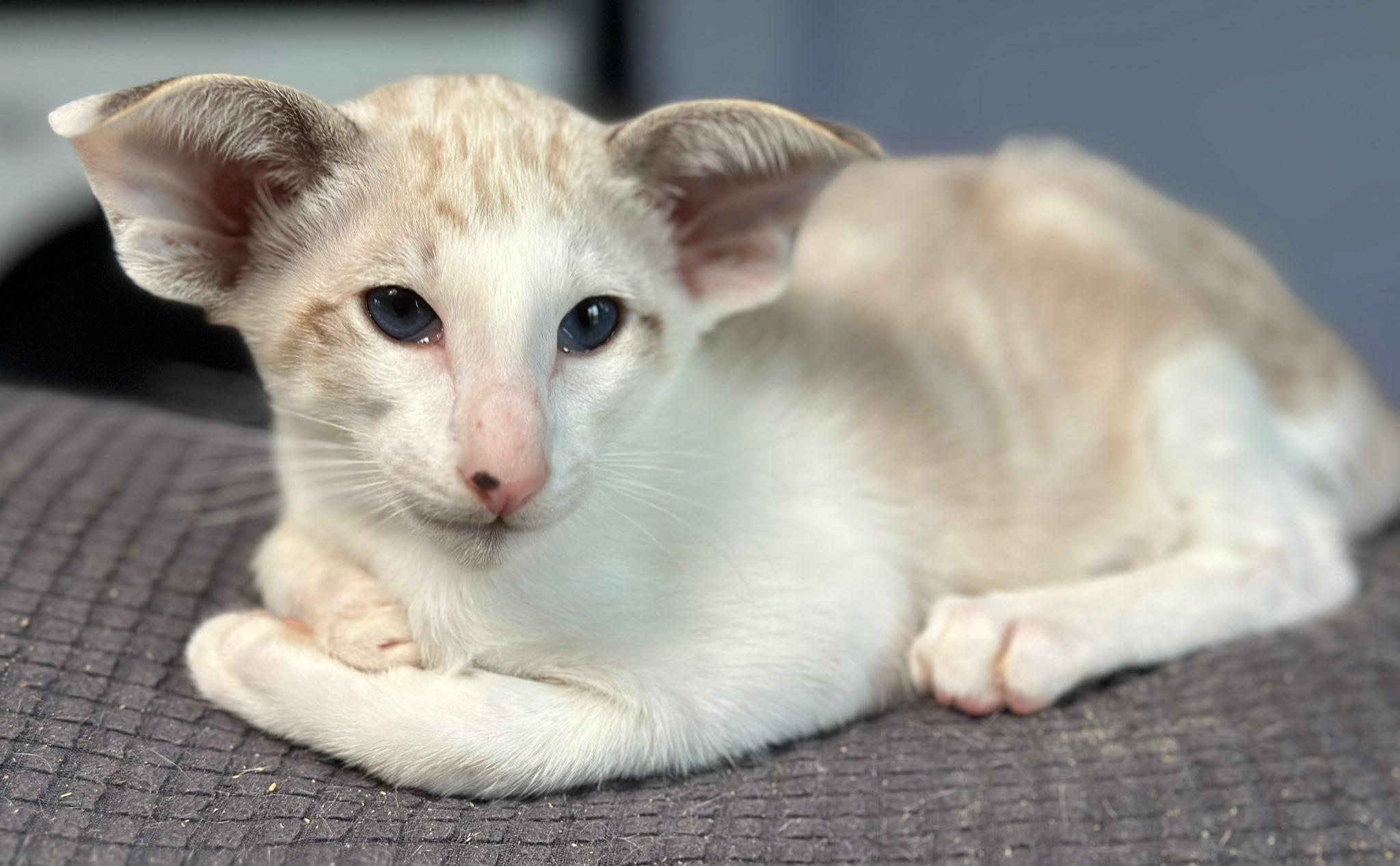 The young Oriental Shorthair jokingly introduced as the expensive genetics report himself
