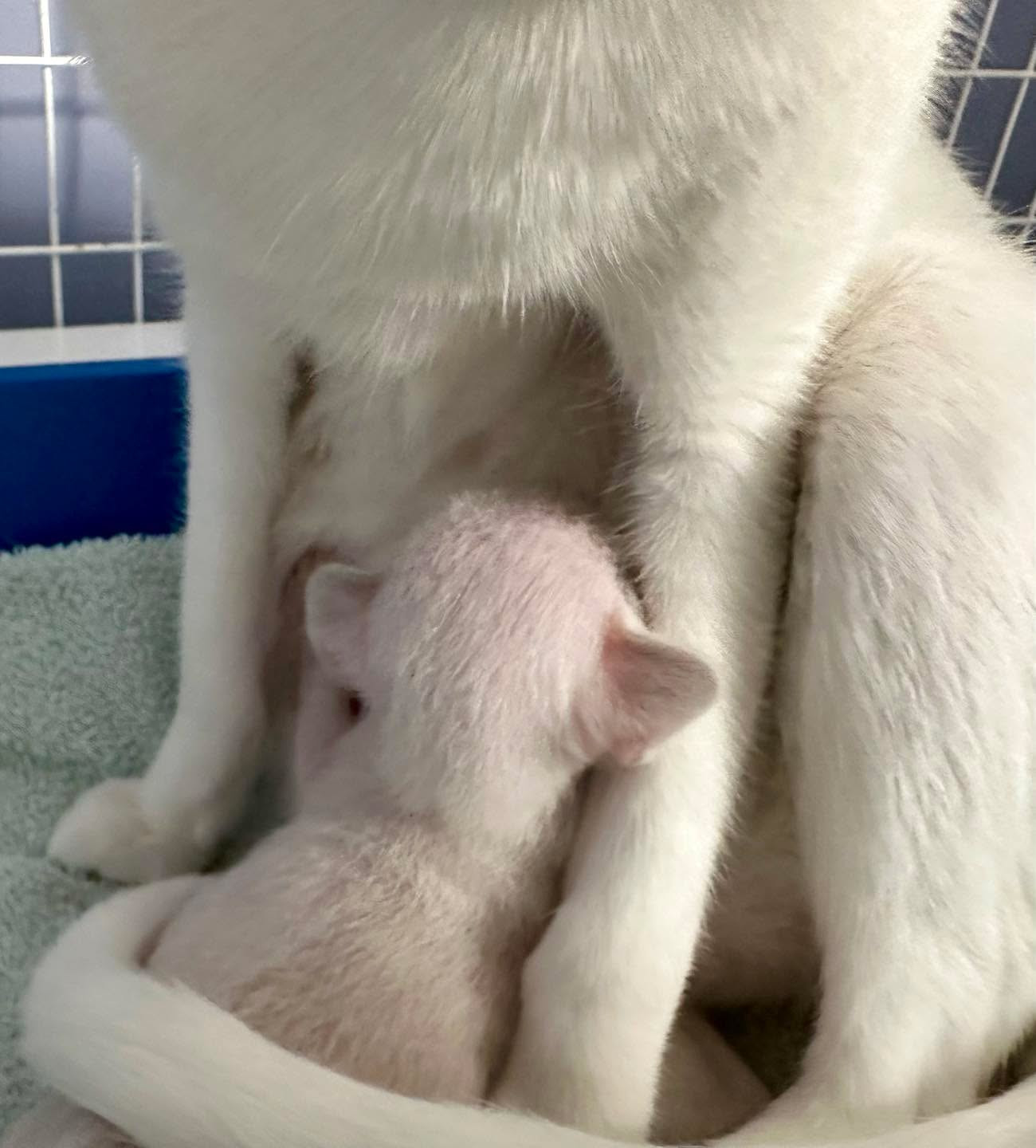Emma nursing her singleton kitten in the tray she selected
