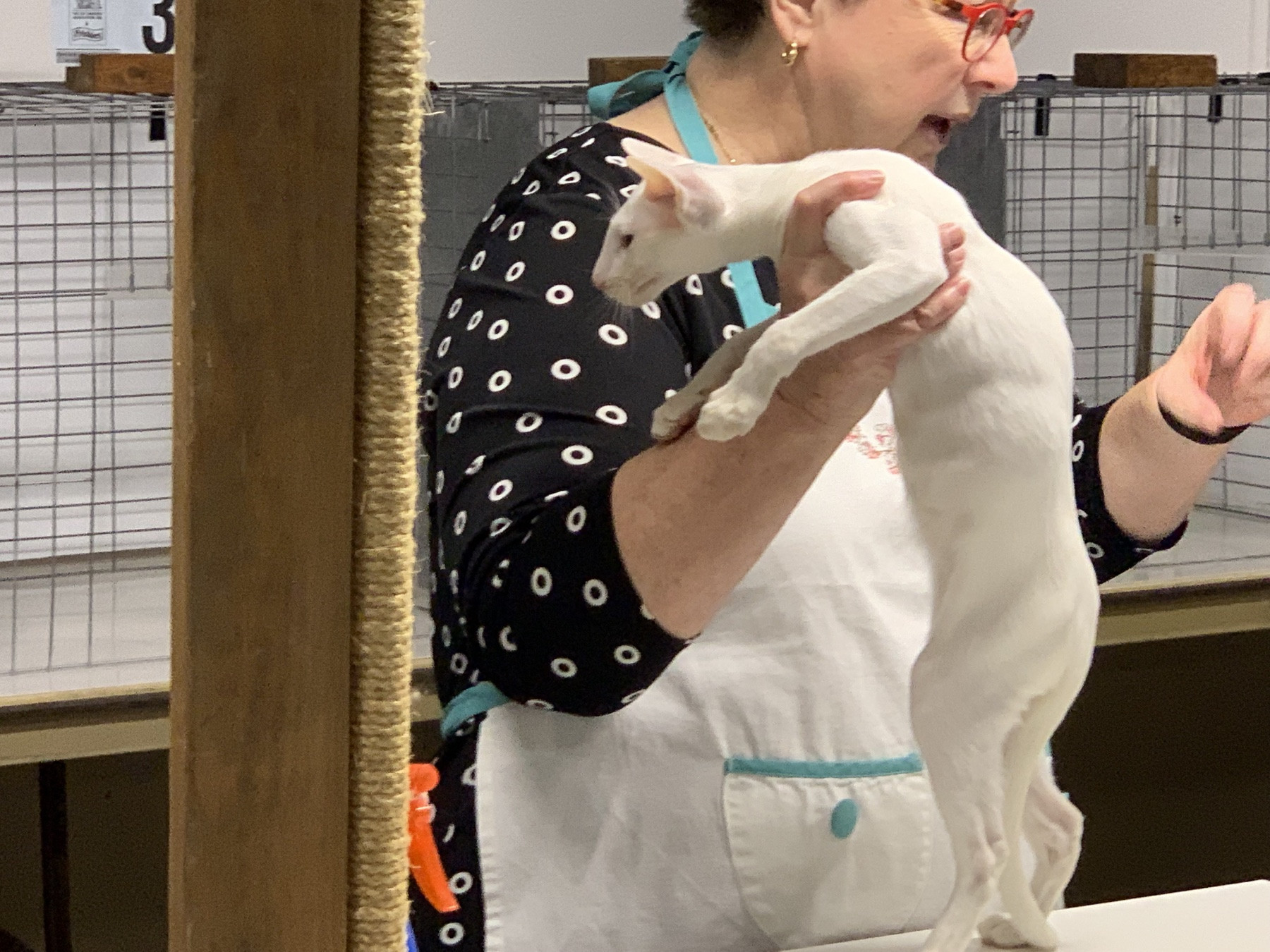 Another judge handling Emma in the cat-show ring
