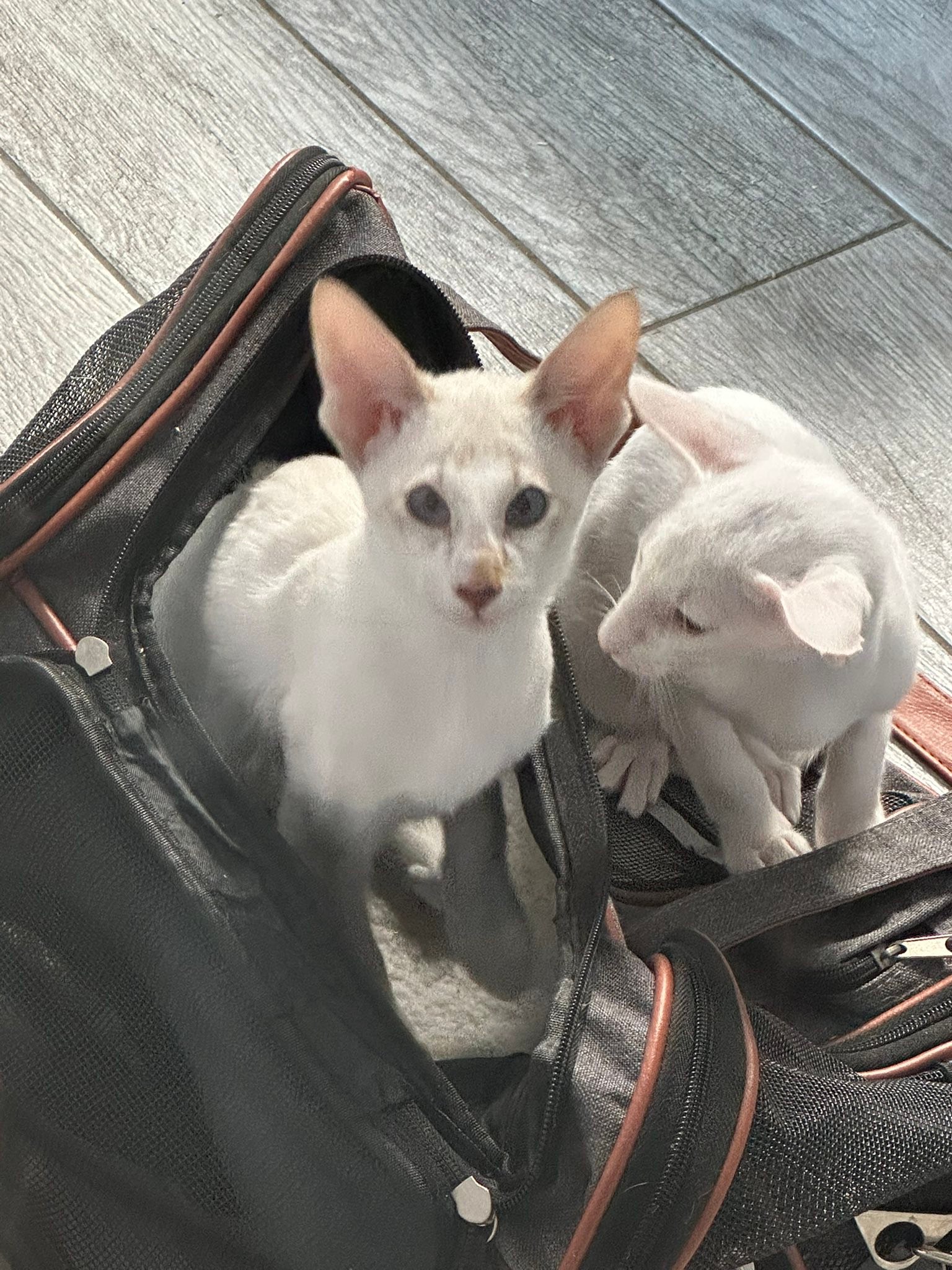 Sasaki home from UCD while Leo and Dozer inspect his carrier