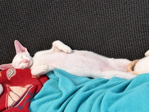 White kitten resting on its back against a blue blanket