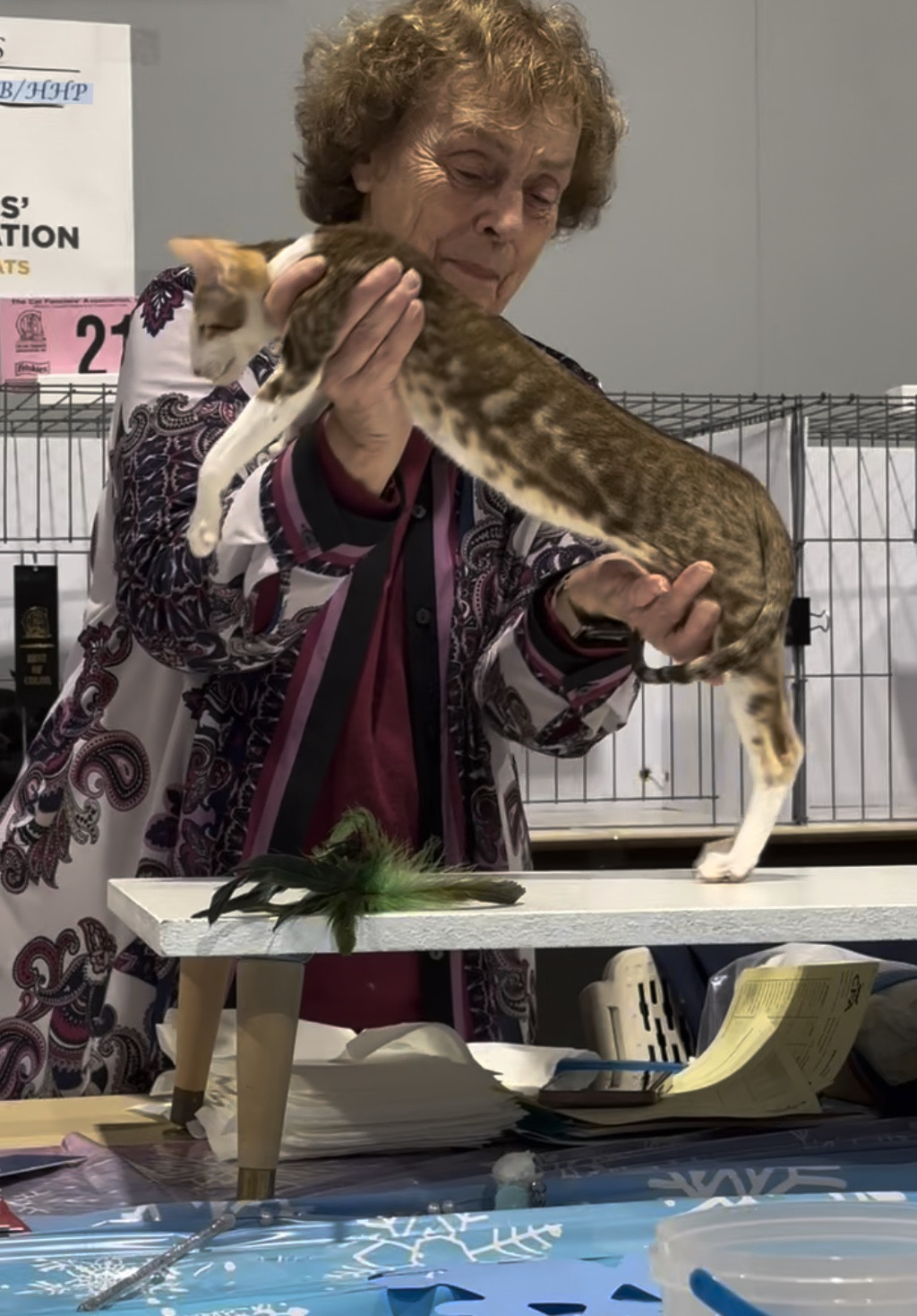 A judge examining Margie in the kitten ring