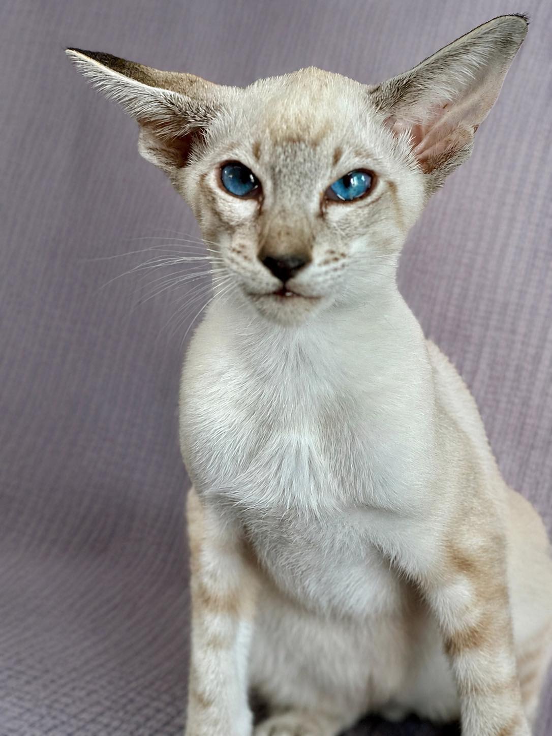 Naiche, a cream-point Oriental Shorthair kitten, seated for his portrait