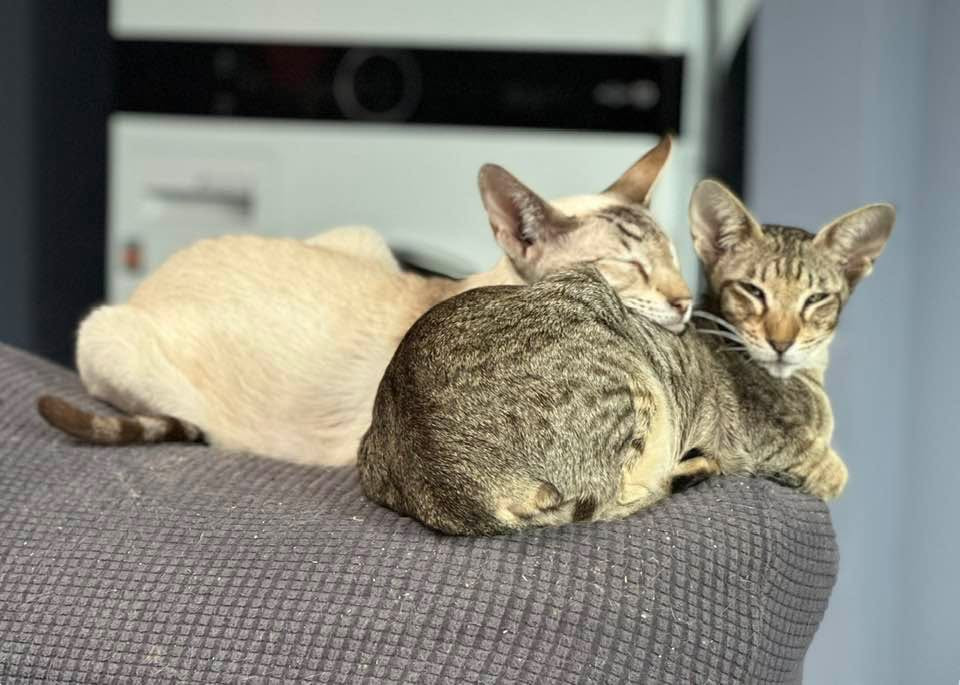 Two Oriental Shorthairs resting together